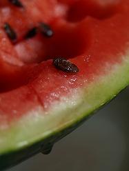 görögdinnye - fotó: http://www.flickr.com/photos/silangel